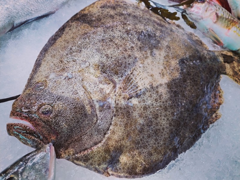 Poissonerie proposant du turbot Moyen sur le Crès et Vendargues